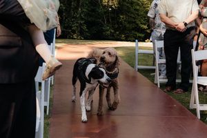 Two dogs walking down outdoor wedding ceremony aisle between rows of white chairs.