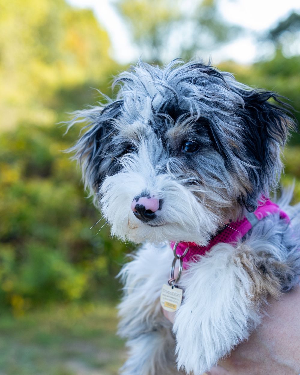 A small black and white dog with shaggy fur wearing a pink collar in close-up profile shot during family photography session.