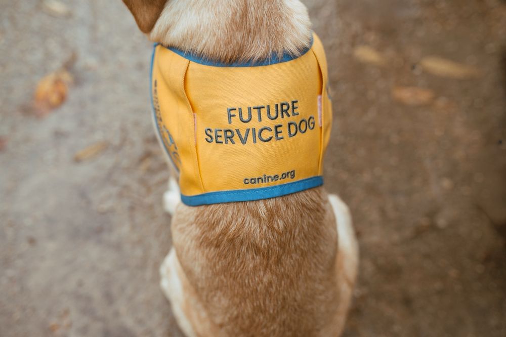 Golden retriever wearing a blue and yellow service dog vest showing Future Service Dog text on the side.