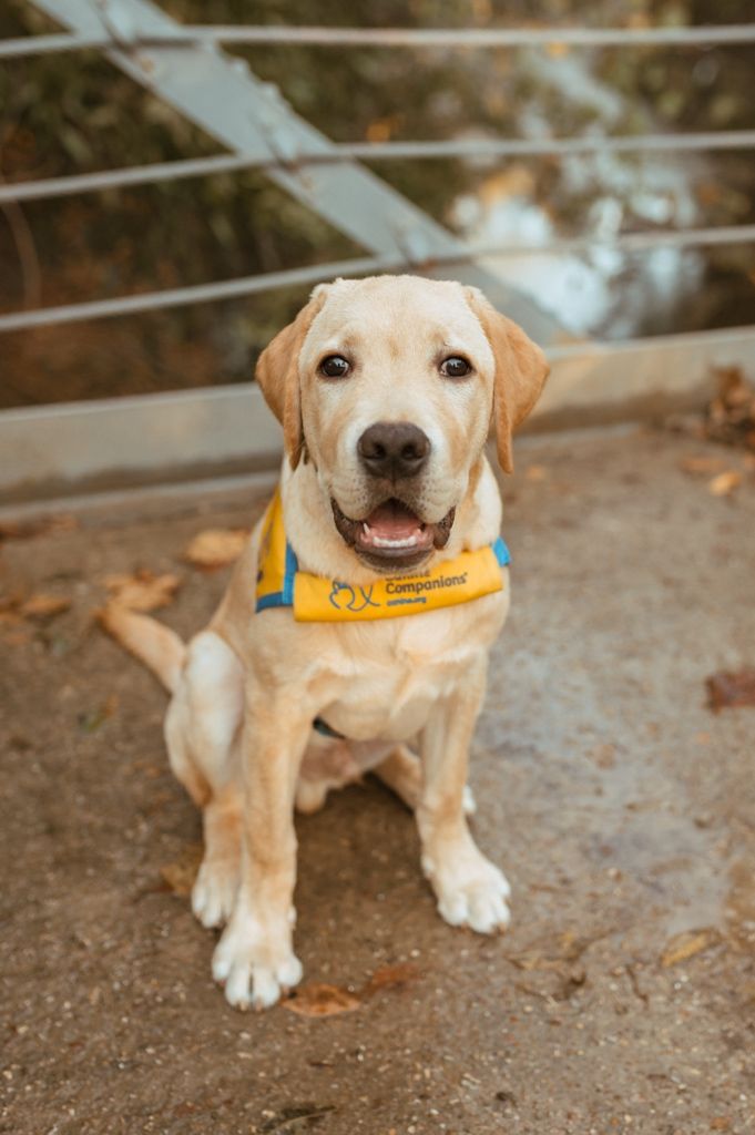 A happy yellow Labrador puppy wearing a yellow bandana sits on a concrete path.