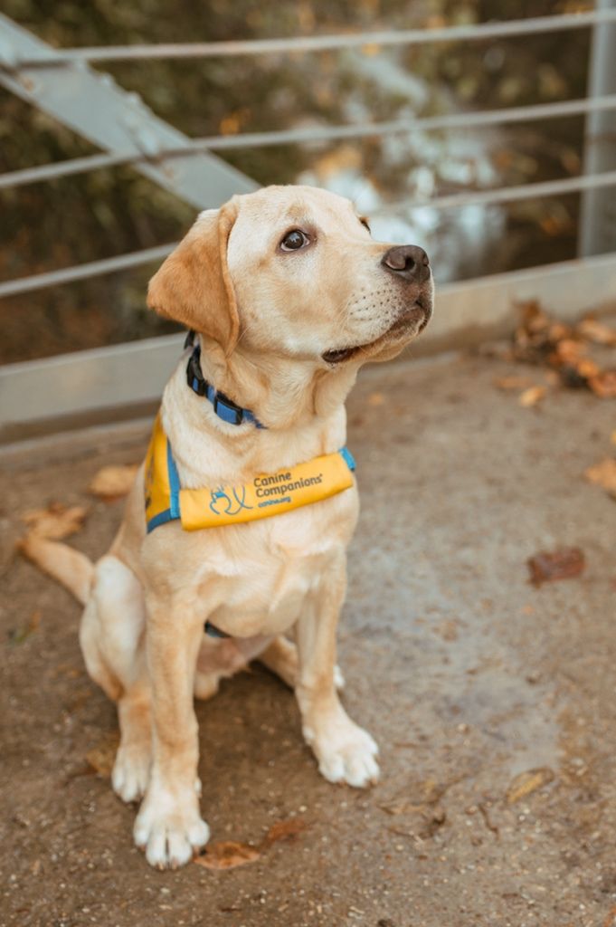 Yellow Labrador puppy wearing a blue and yellow service dog vest sits attentively.