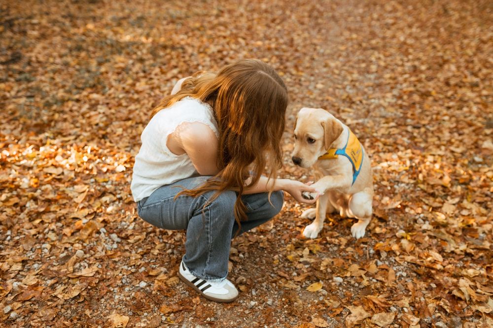 A tender moment between a service dog wearing a yellow vest and their companion on an autumn path covered in fallen leaves.
