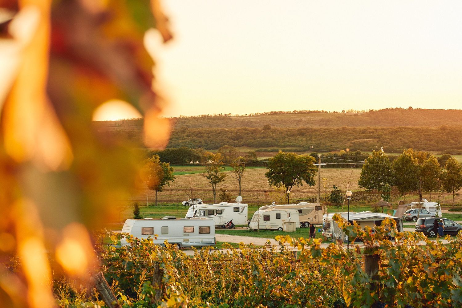 Autumn vineyard landscape at sunset with golden leaves and rural buildings in the distance.