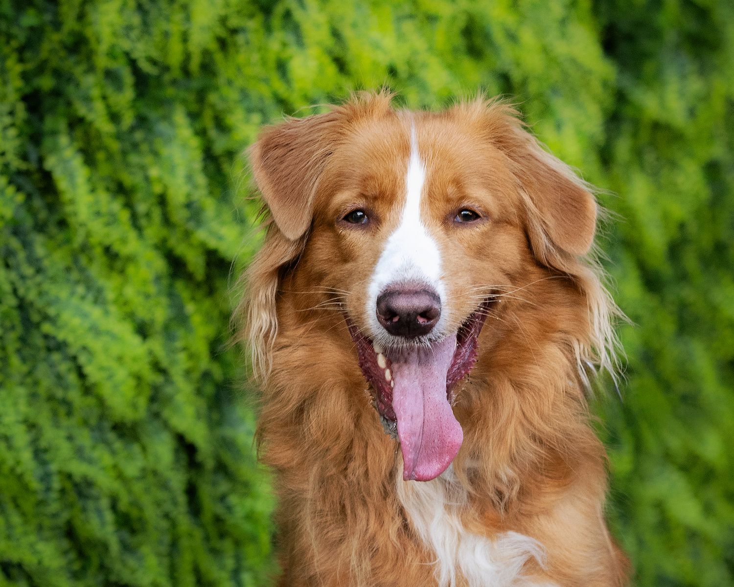 A happy toller with reddish-brown fur smiles against a green leafy background.
