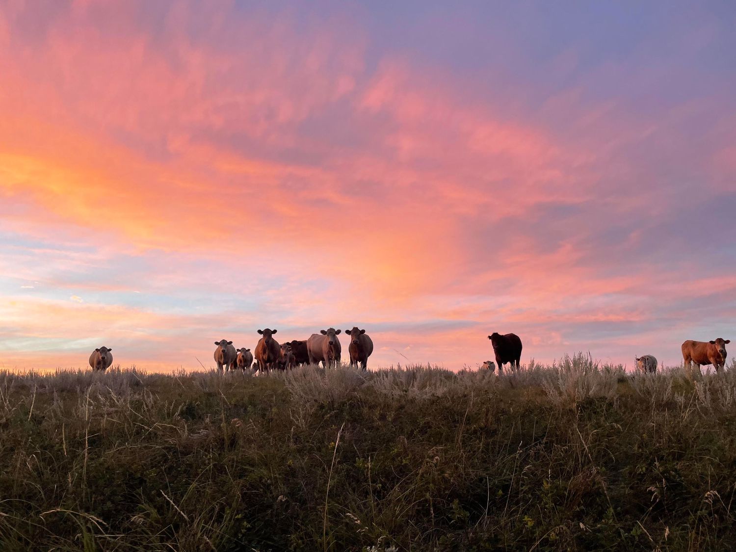 Varga Cattle - Carbon