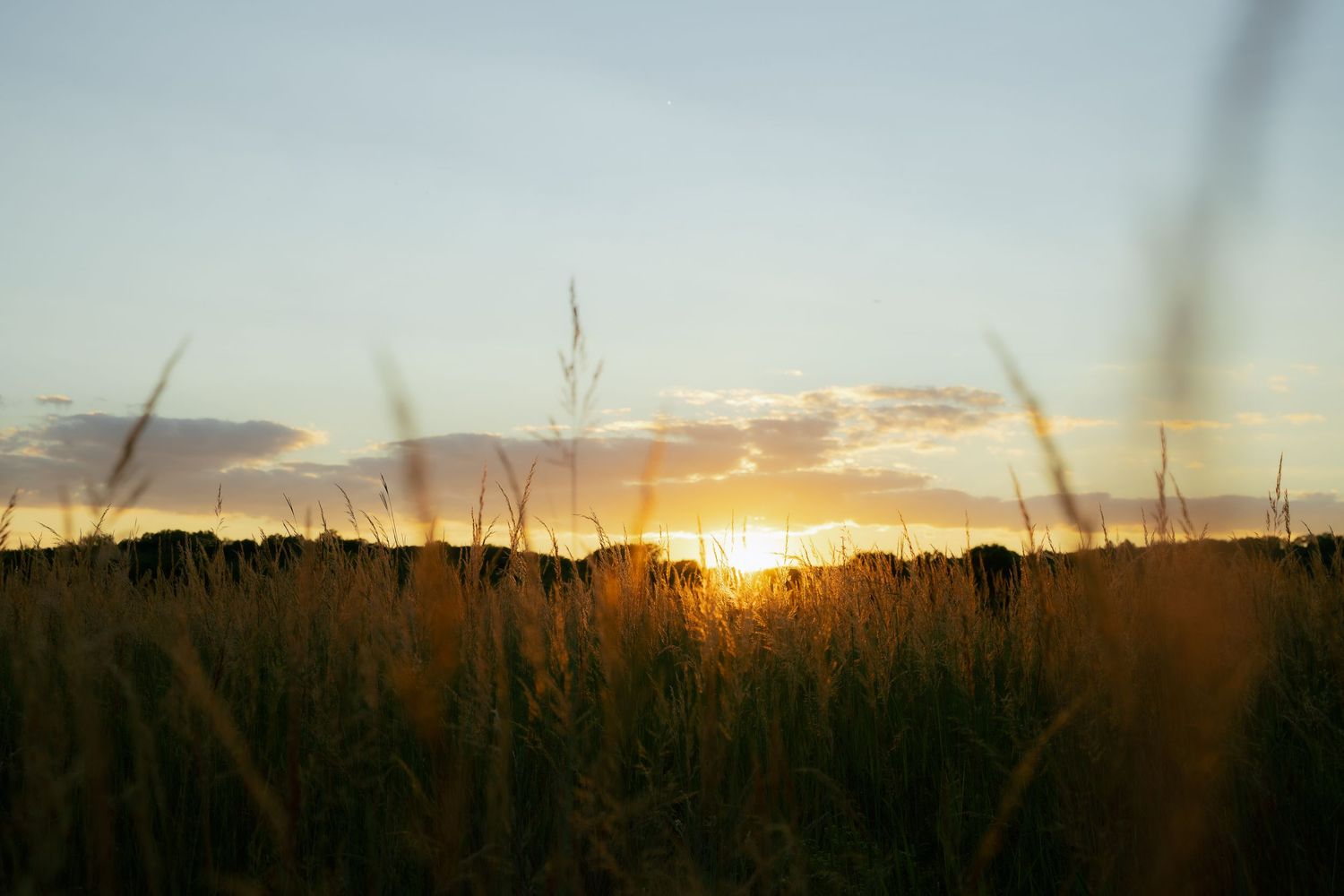 Golden sunset over a silhouetted wheat field with tall grass in the foreground.