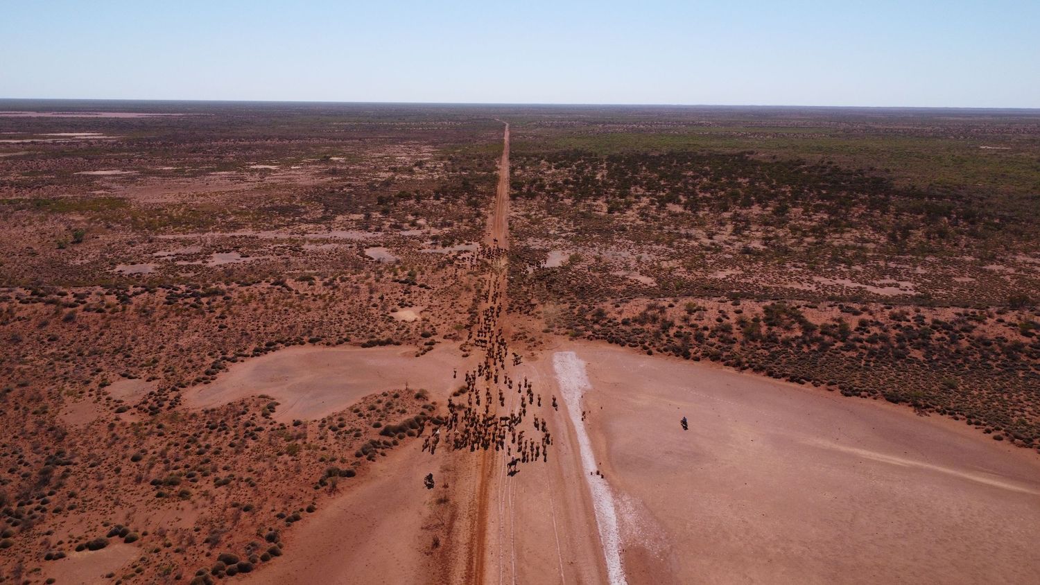 mustering cattle Western Australia