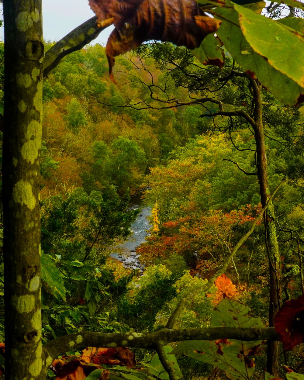A winding river flows through a vibrant autumn forest landscape with golden and green foliage viewed through branches.