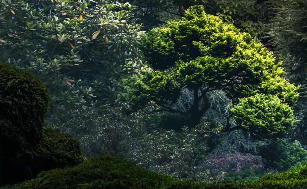 Sunlit green tree branches glow against a misty dark forest background.