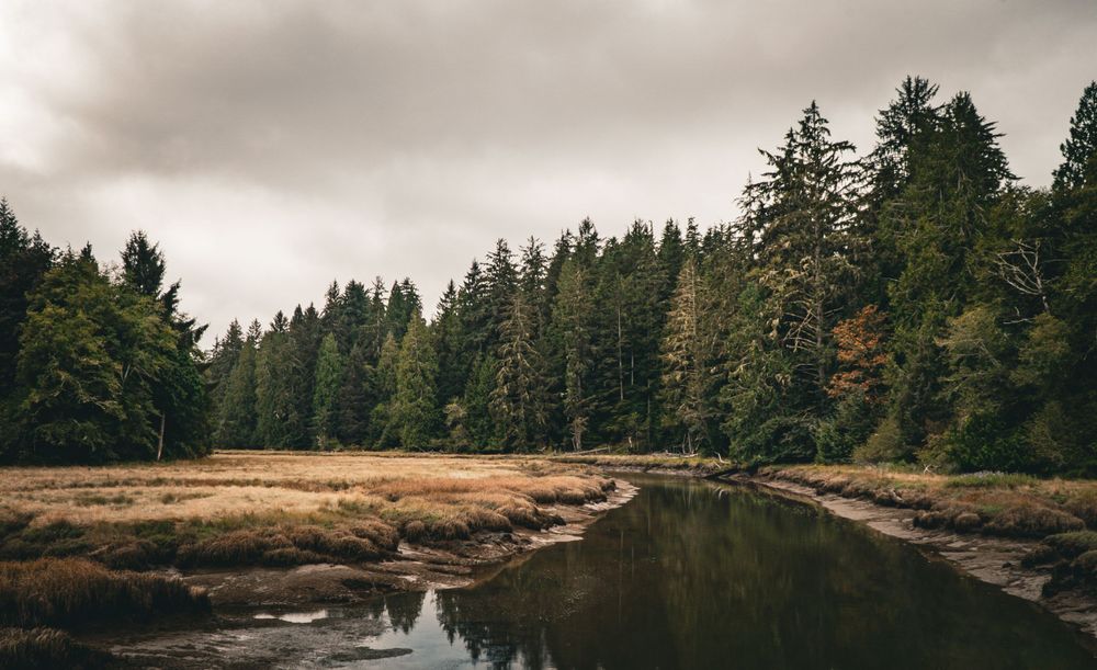 A peaceful river meanders through a dense evergreen forest under moody autumn skies in the Pacific Northwest.