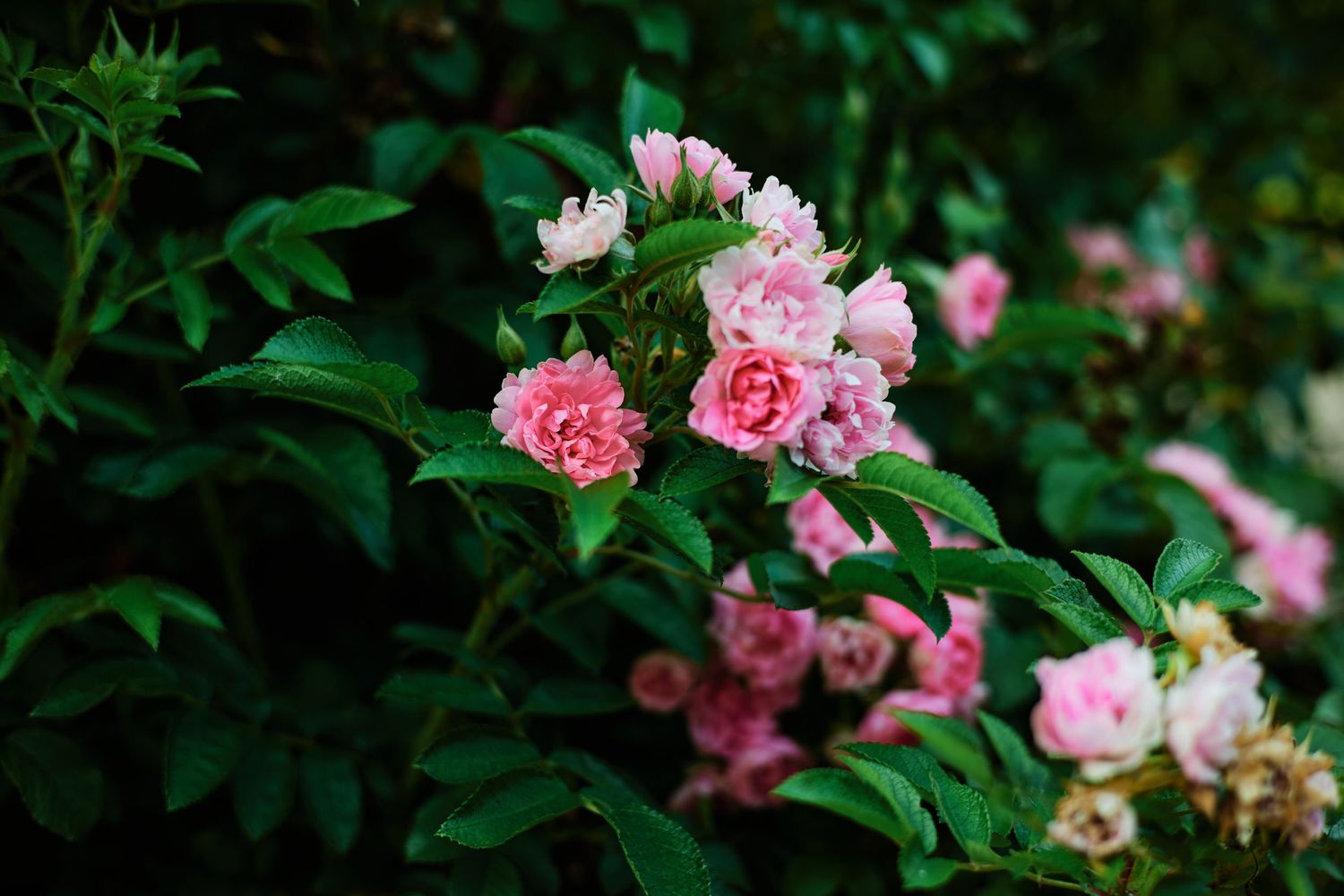 Pink roses bloom against lush green foliage in a garden setting.