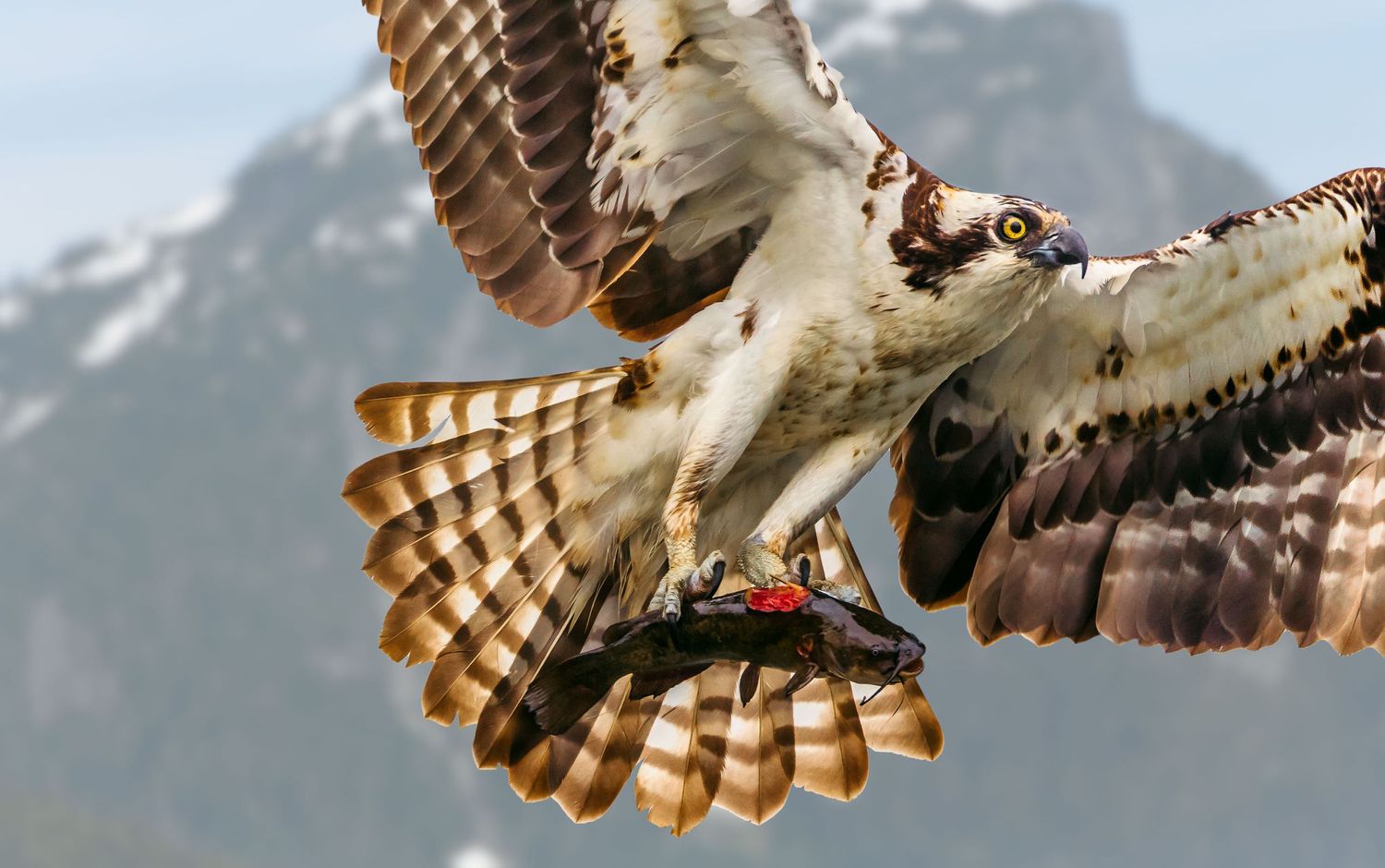 Osprey, Pitt Lake, Pitt Meadows
