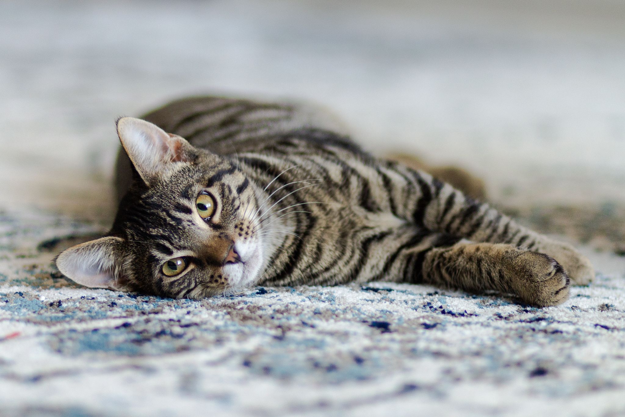 Striped tabby cat laying on patterned carpet with striking green eyes.