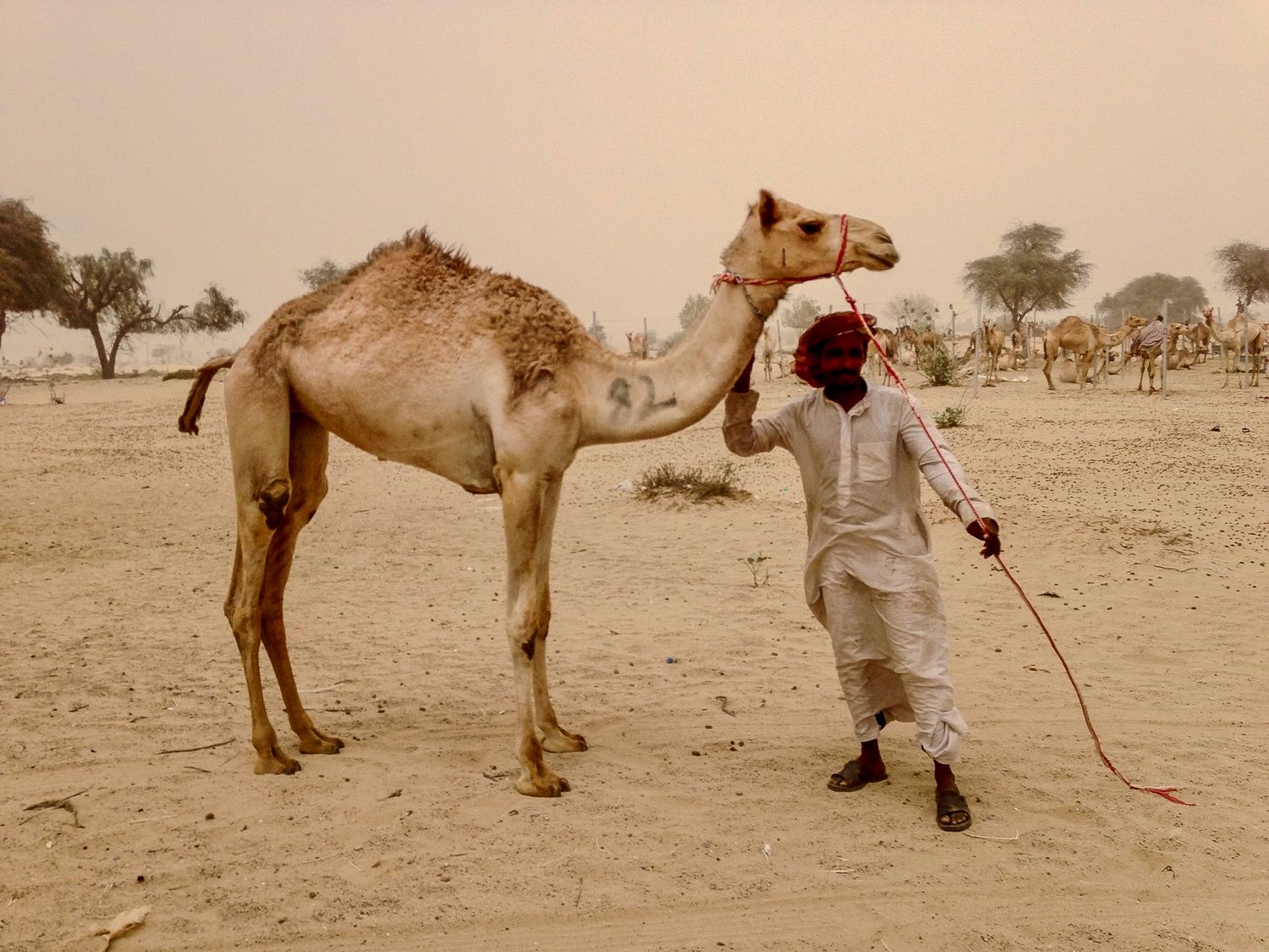 Series of camels walking across a desert landscape in sepia tones.