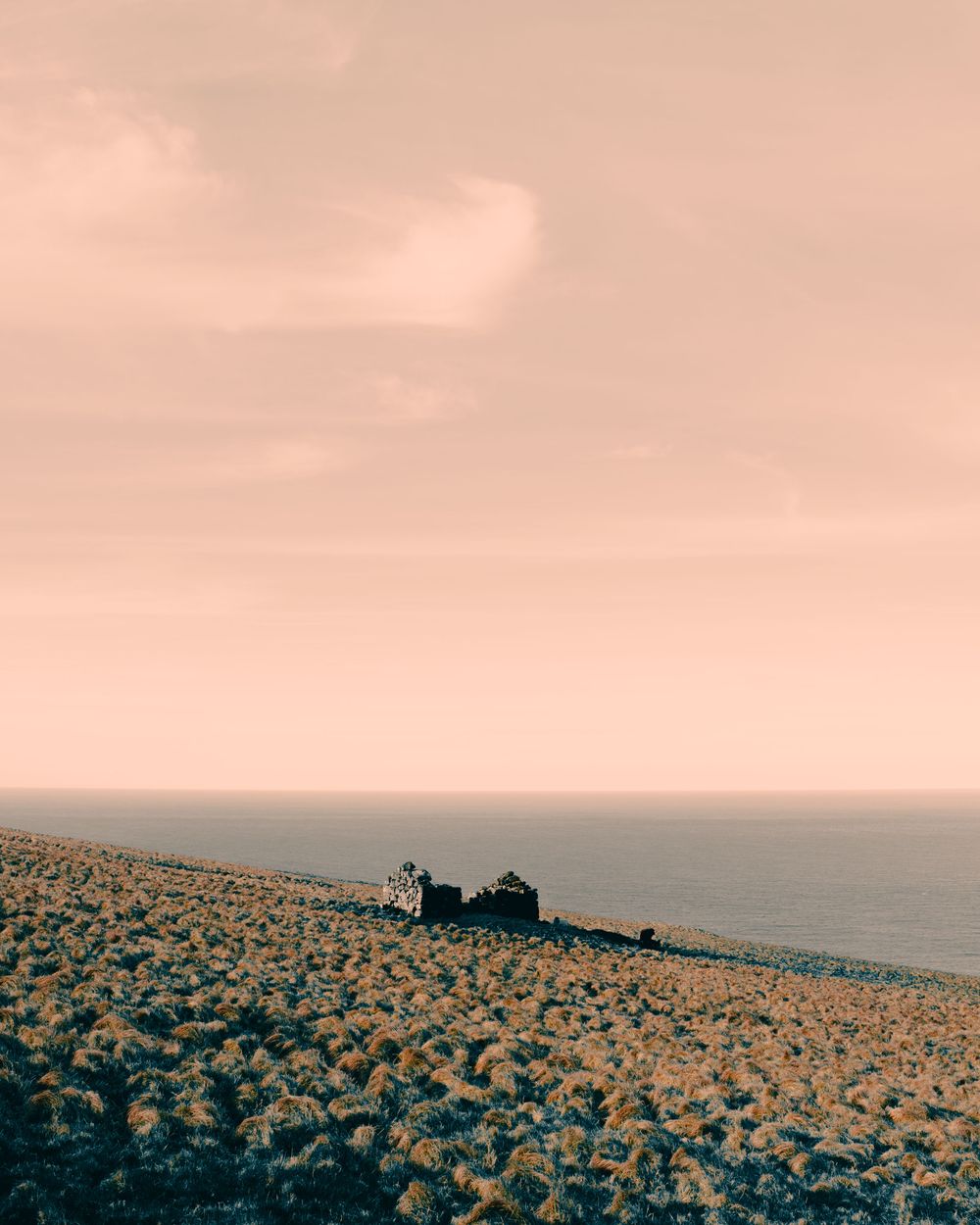 Rolling hills filled with blooming sunflowers stretch to the horizon under a warm pink-tinted sky at sunset.