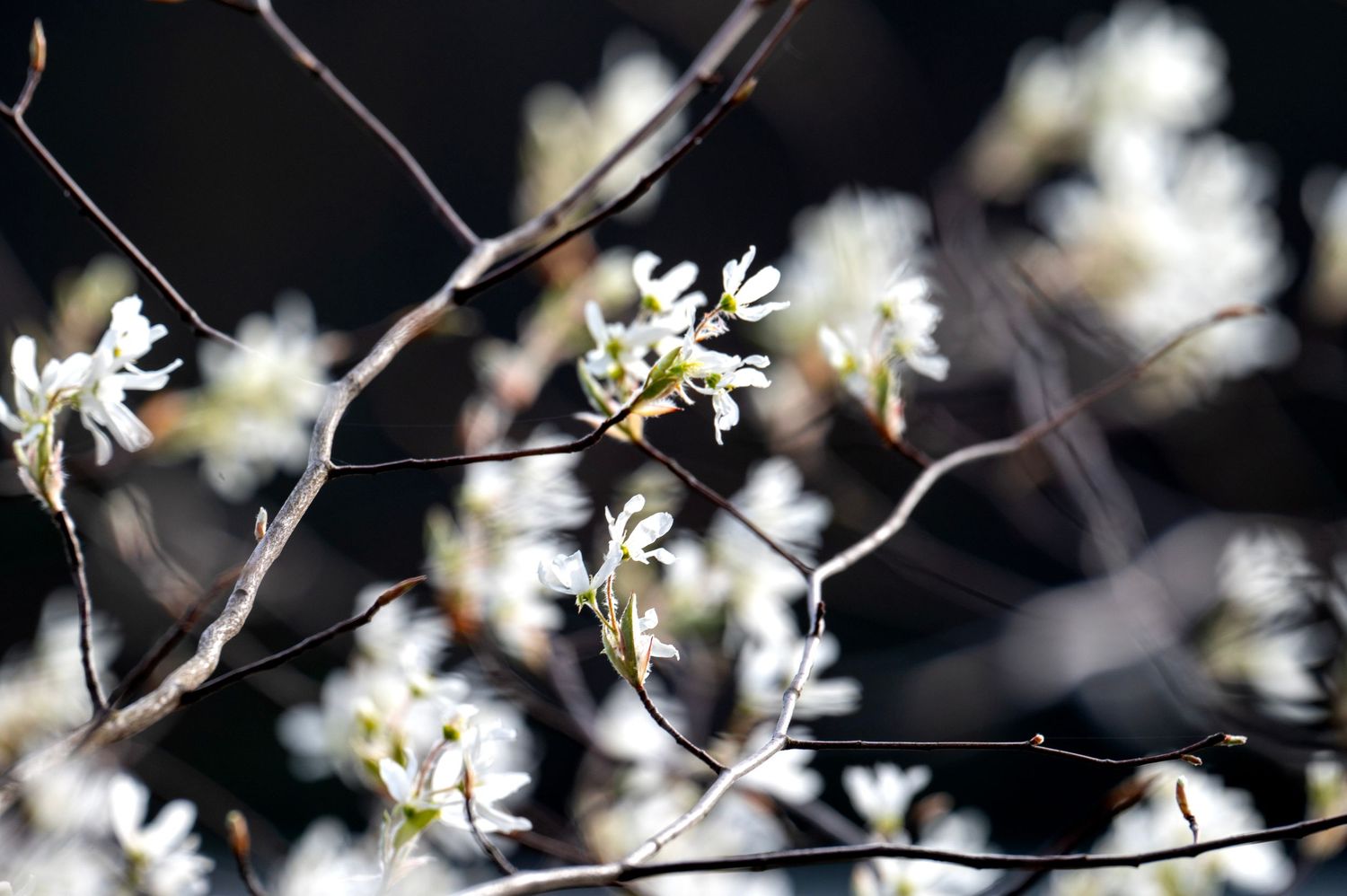 Delicate white spring blossoms bloom against dark twisted branches in a soft blur macro photograph.