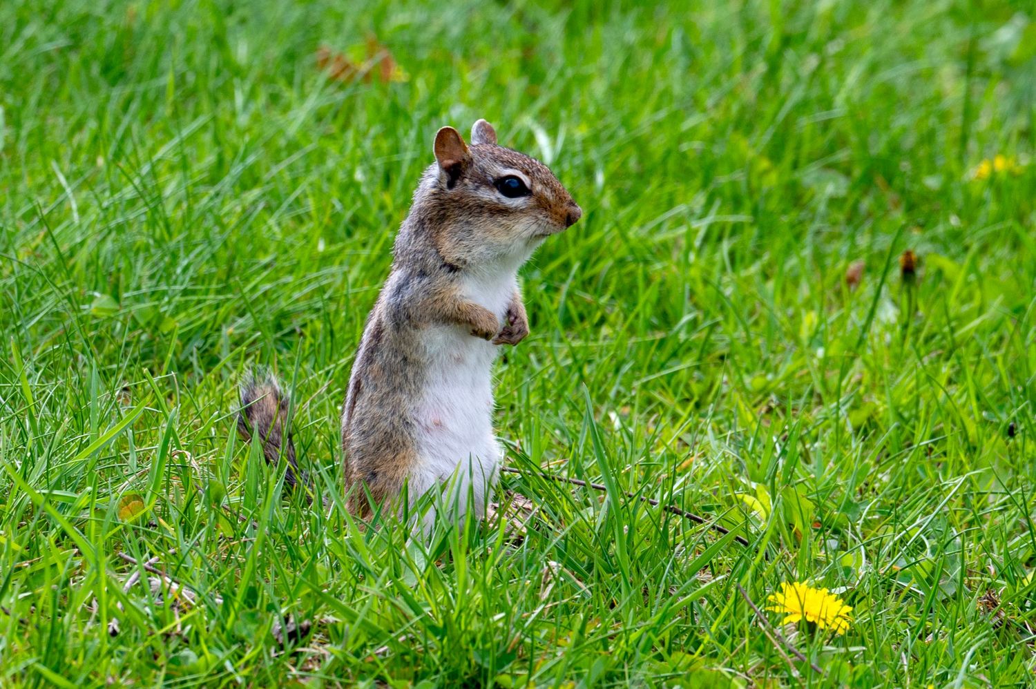 Chipmunk stands upright on grass near a yellow dandelion flower in a springtime garden scene.