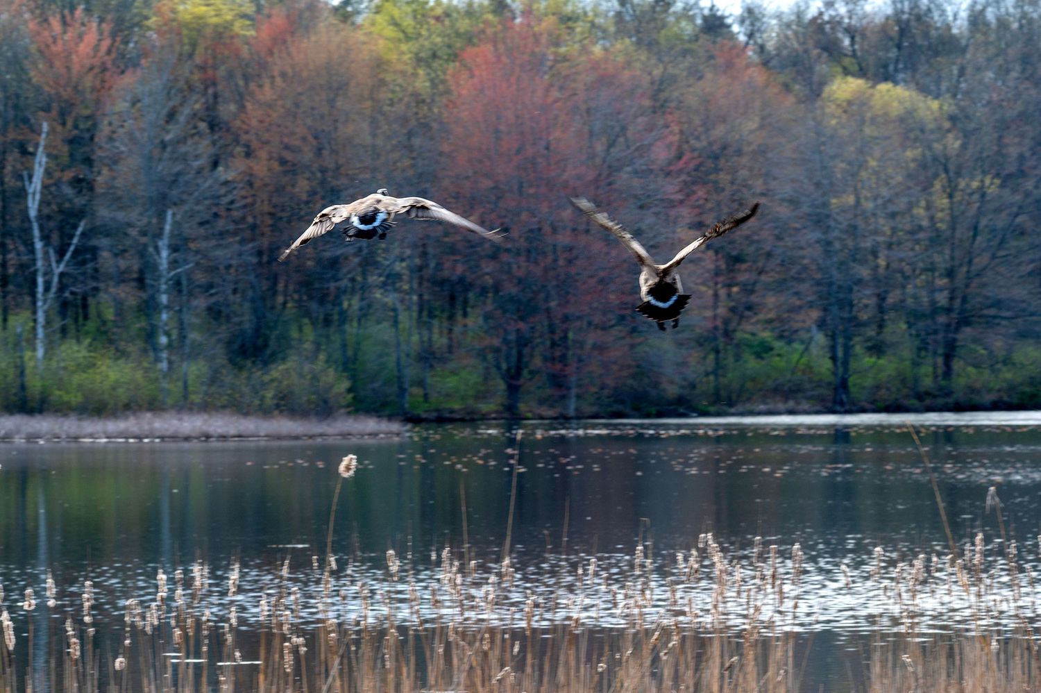 Two majestic Canada geese in flight over a tranquil lake surrounded by autumn trees in the background.