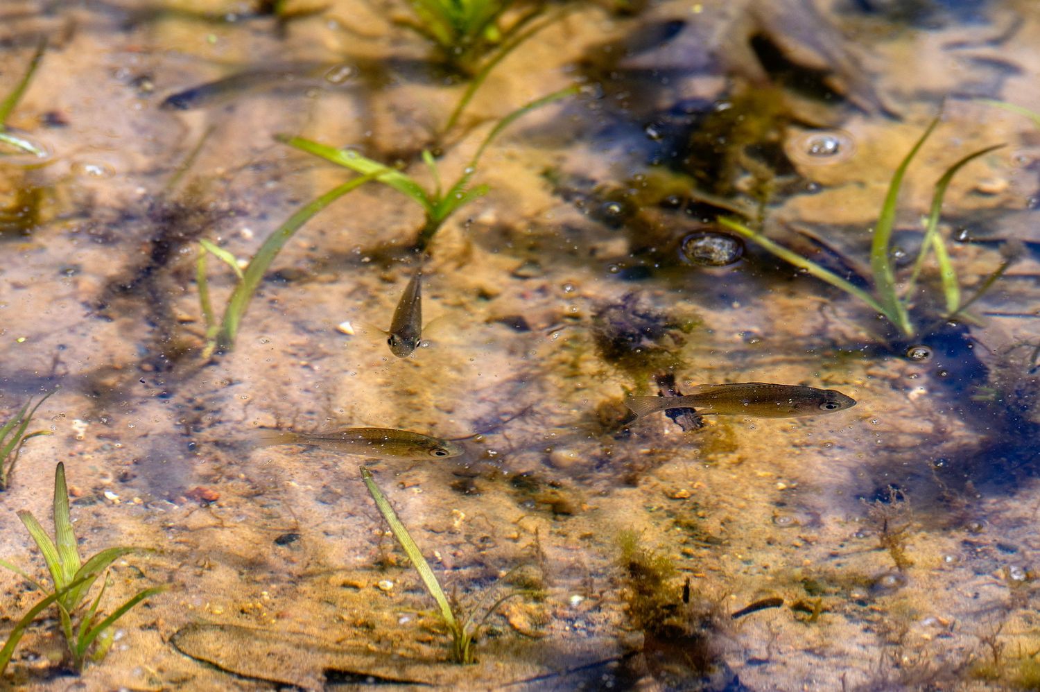 Tadpoles swim among submerged aquatic plants in shallow, murky water reflecting golden sunlight.