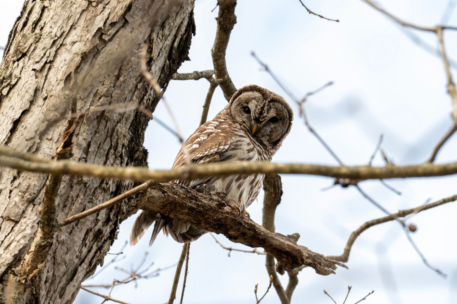 A barred owl perches on a tree branch against a bright sky backdrop.