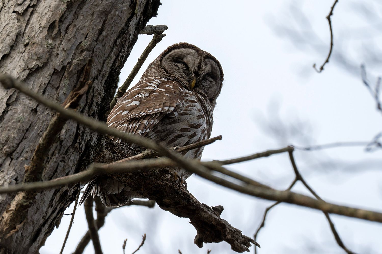 A barred owl perches on a branch against a tree trunk in winter, looking alert with its distinctive brown and white feathers.