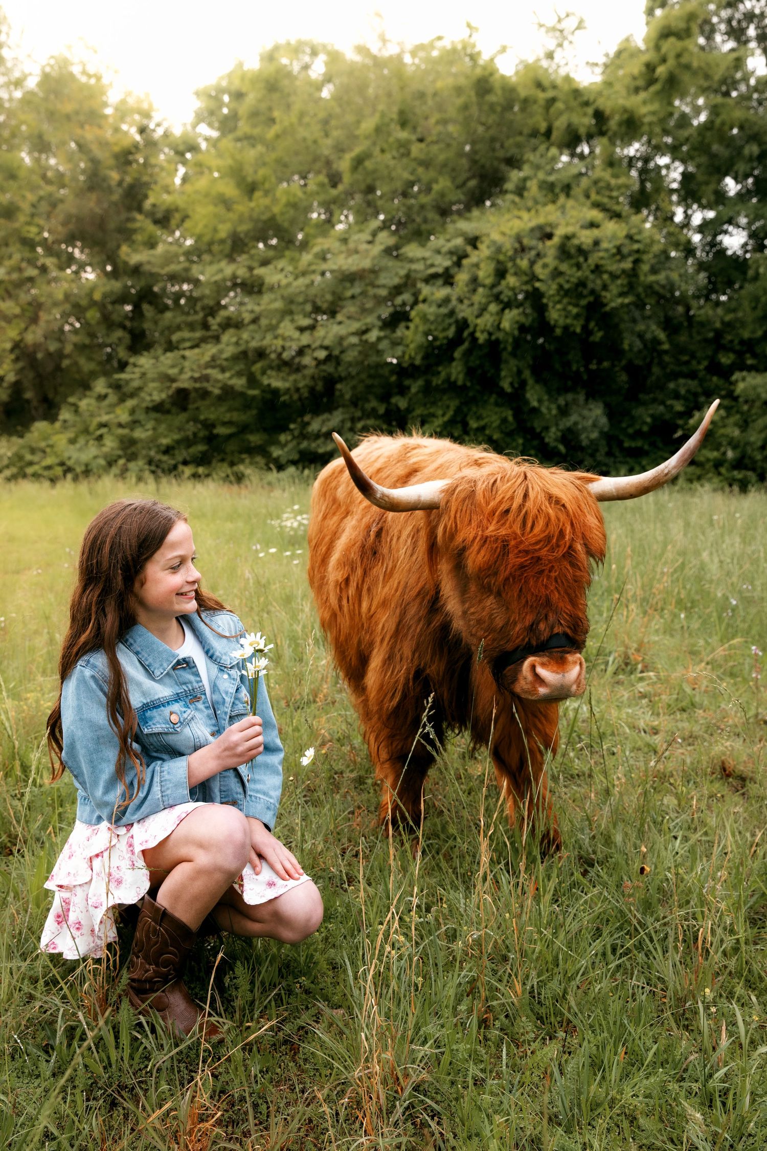 Highland cow photography