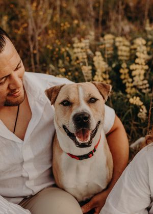 Happy white and tan dog smiles while lounging with companion in wildflower field.