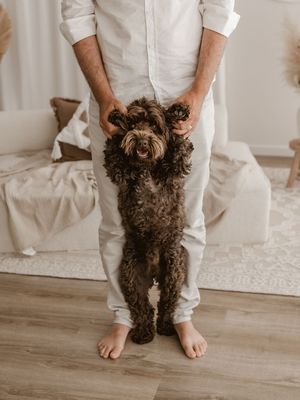 A dark brown curly-haired dog stands between bare feet on a light wooden floor.