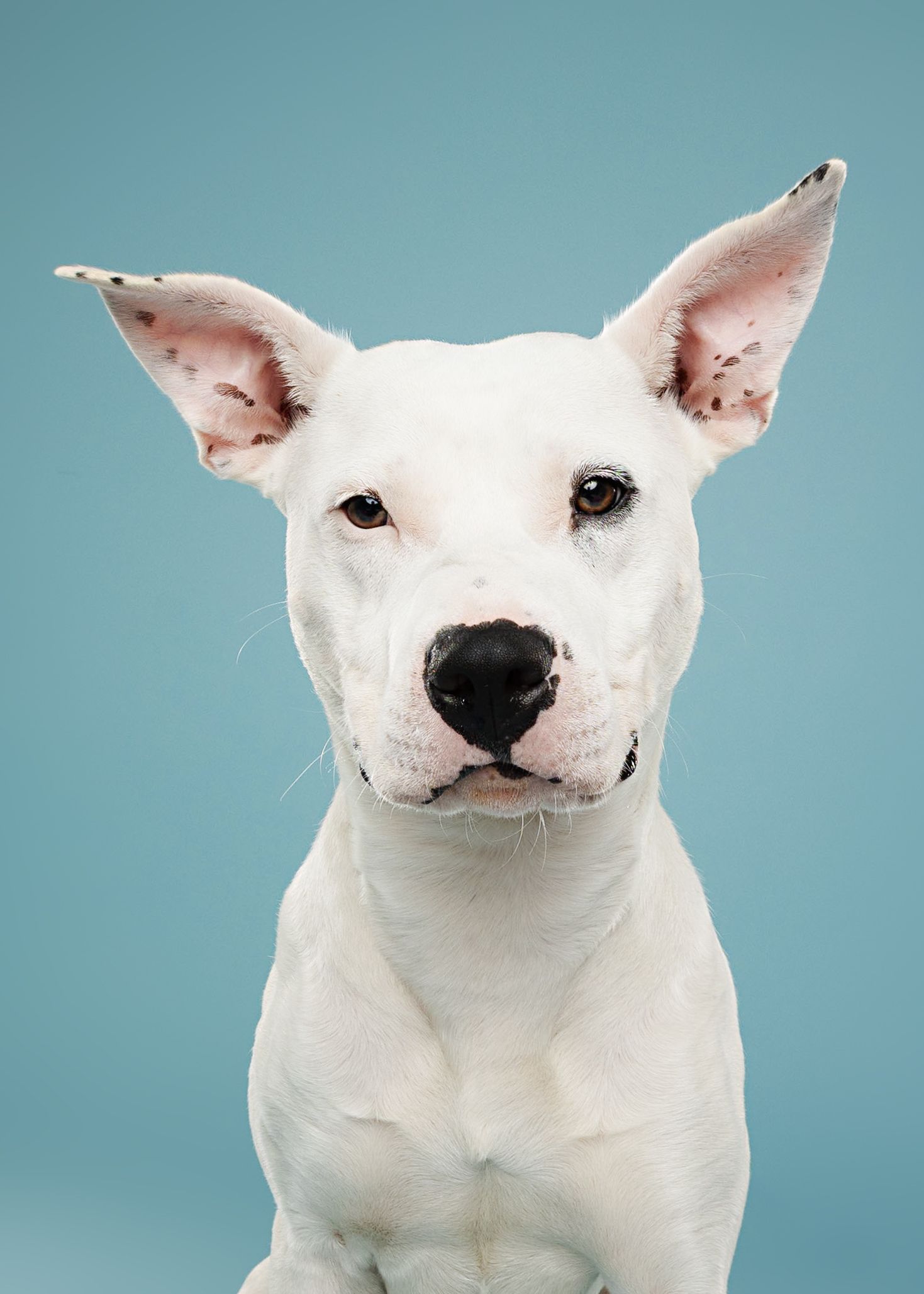 Happy pit bull terrier sitting and showing playful expression on white background.