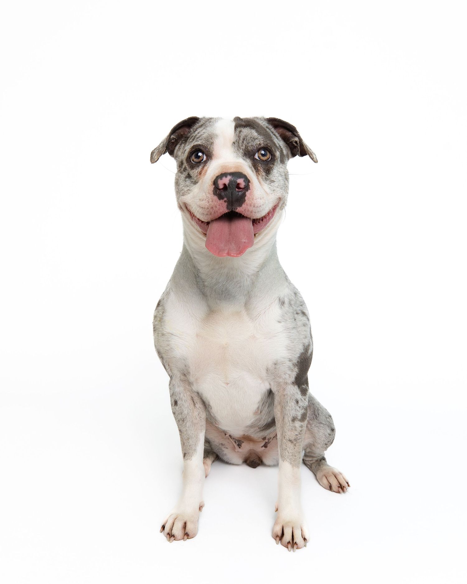 Happy pit bull terrier sitting and showing playful expression on white background.