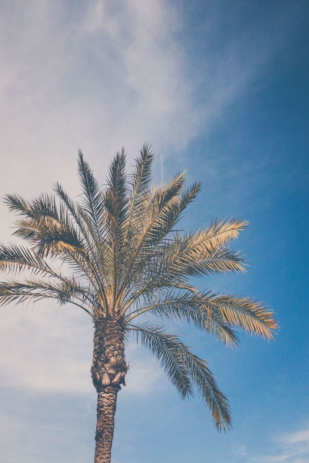 A tall palm tree with feathery fronds stands against a blue sky with wispy white clouds.