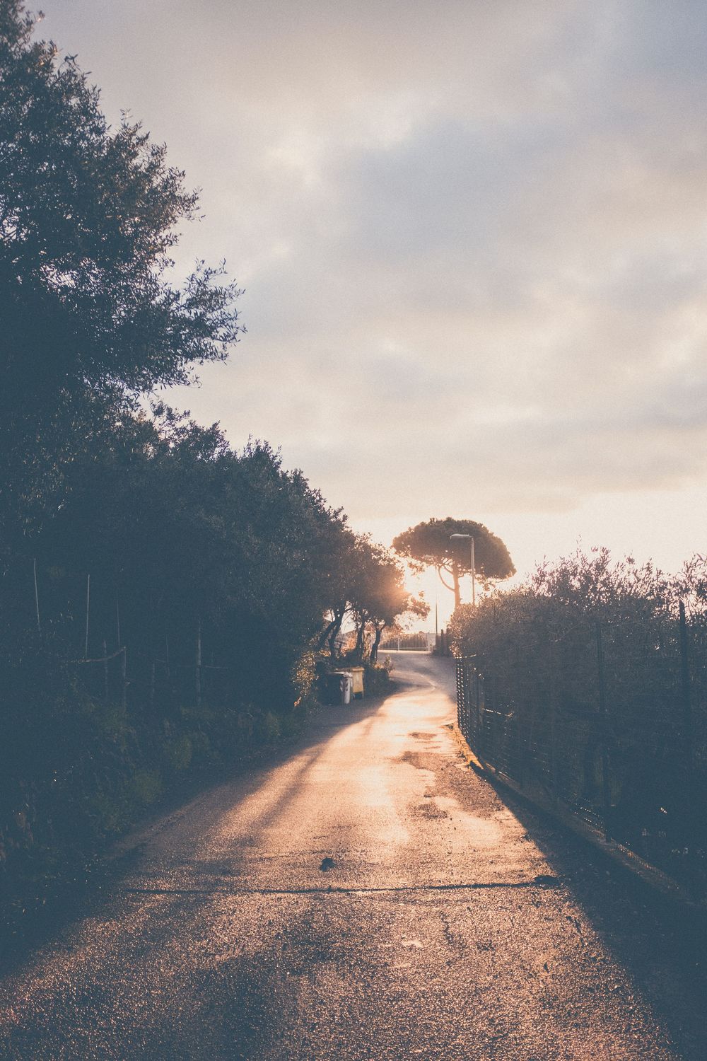 A winding road at sunset with silhouetted trees and golden sunlight streaming through branches.