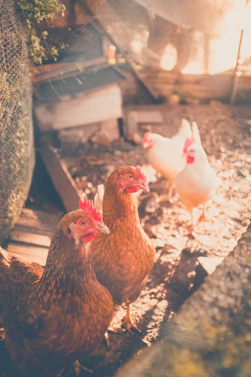 Brown hens forage in sunlit coop yard with warm evening light creating a dreamy rustic farmyard atmosphere.