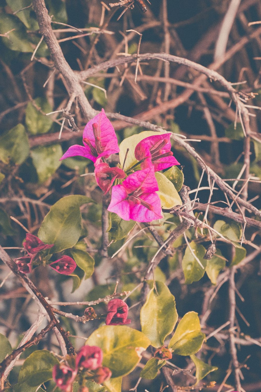 Pink bougainvillea flowers bloom vibrantly among bare brown branches and yellow-green leaves in a moody natural setting.