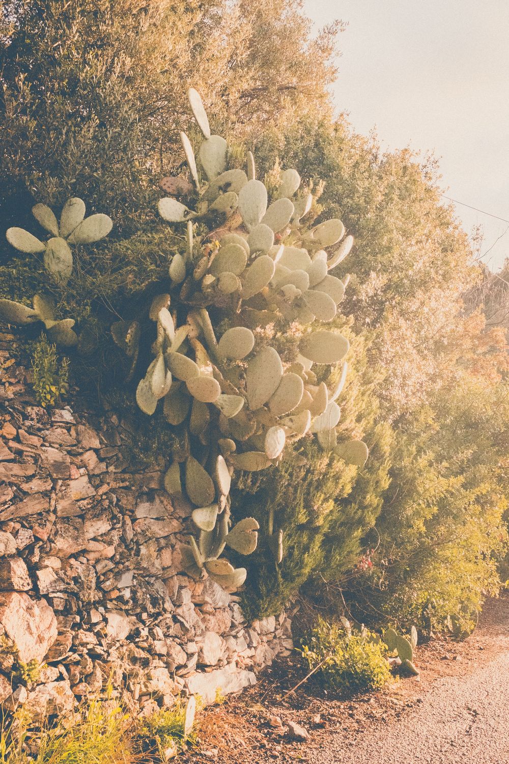 Large prickly pear cactus grows along a rocky desert trail at sunset with warm golden light filtering through trees.