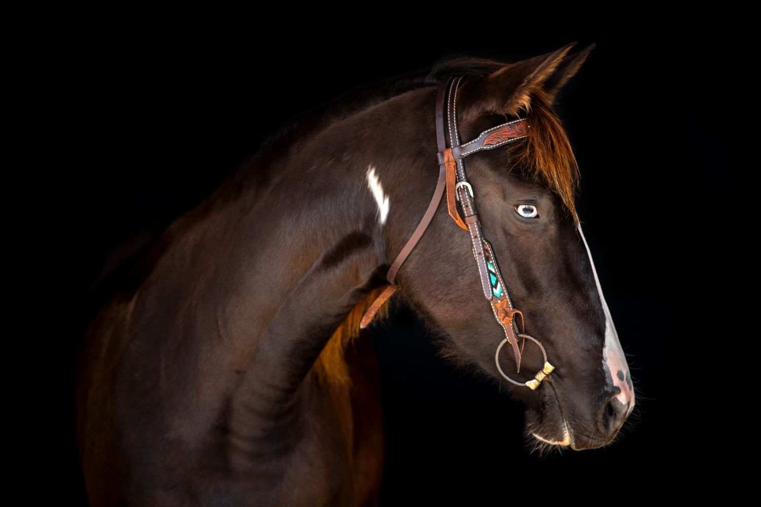Majestic brown horse with blue eye and leather bridle photographed against dramatic black background.