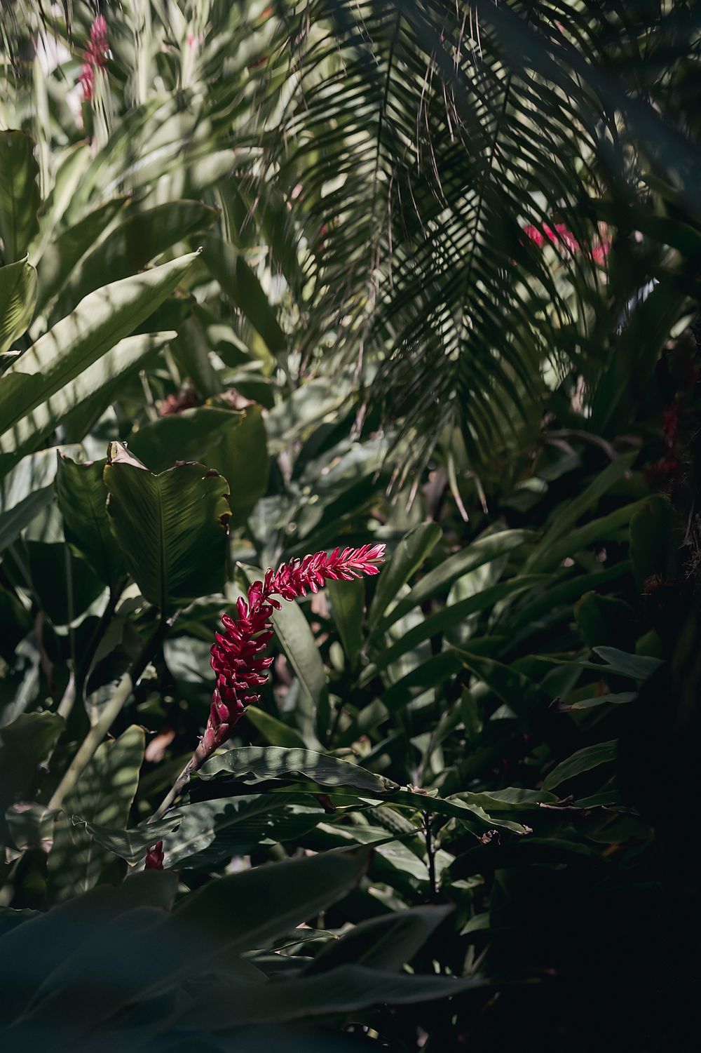 A vibrant red tropical flower blooms among palm fronds and green foliage in a moody, dark setting.