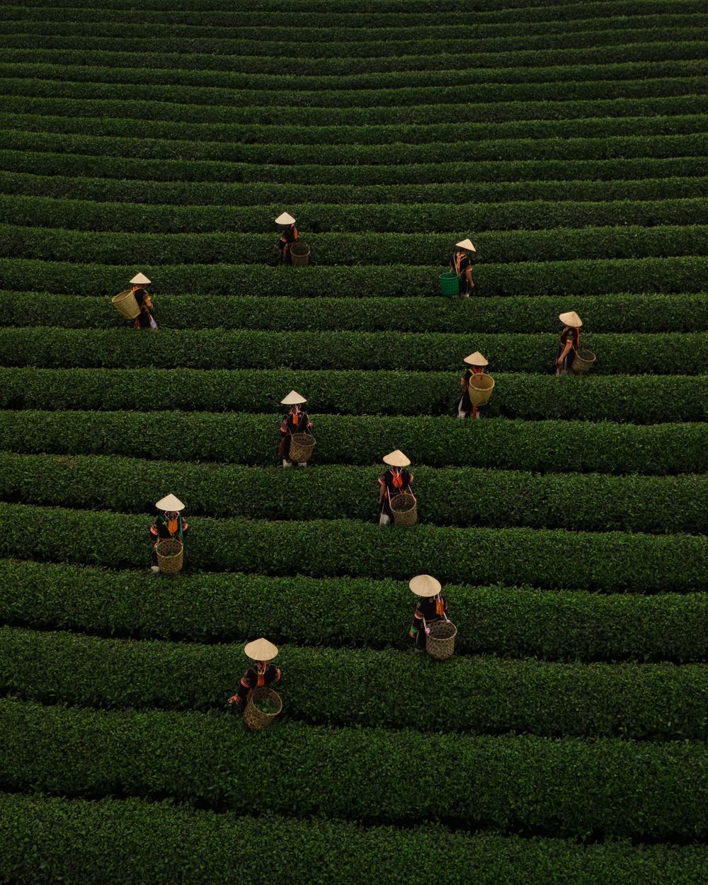 Workers in conical hats harvest tea on terraced green hillsides in an aerial view of a traditional tea plantation.
