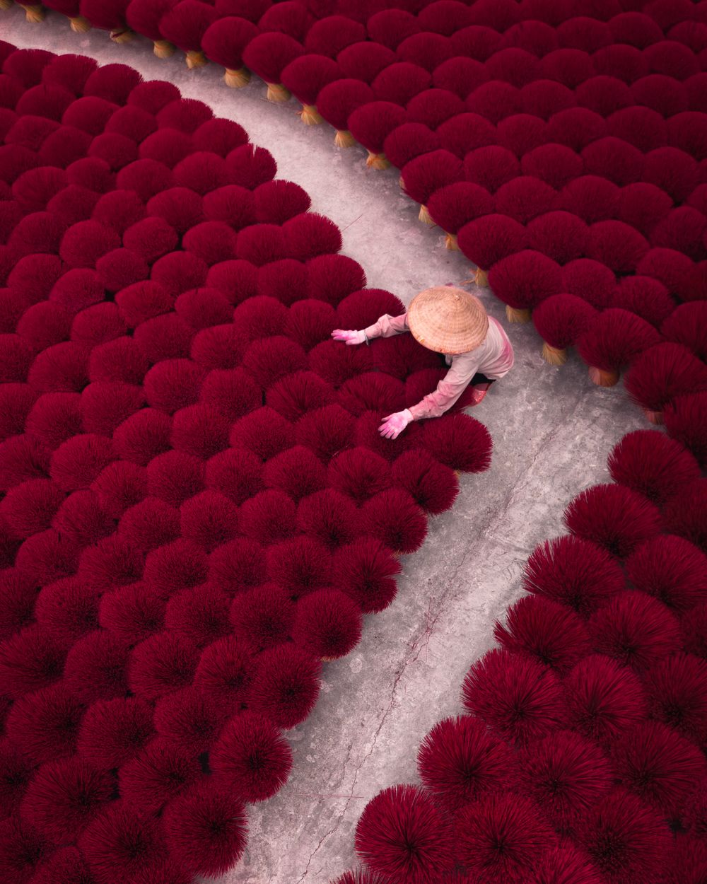 Aerial view of dark red incense sticks drying in rows with a pathway creating a curved line through the middle.