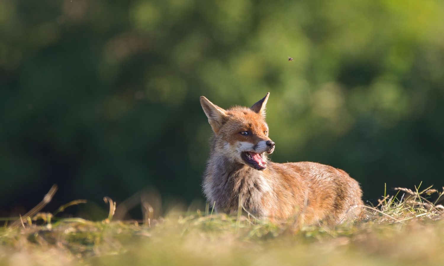A red fox peeks over tall grass in a sunlit meadow during golden hour.