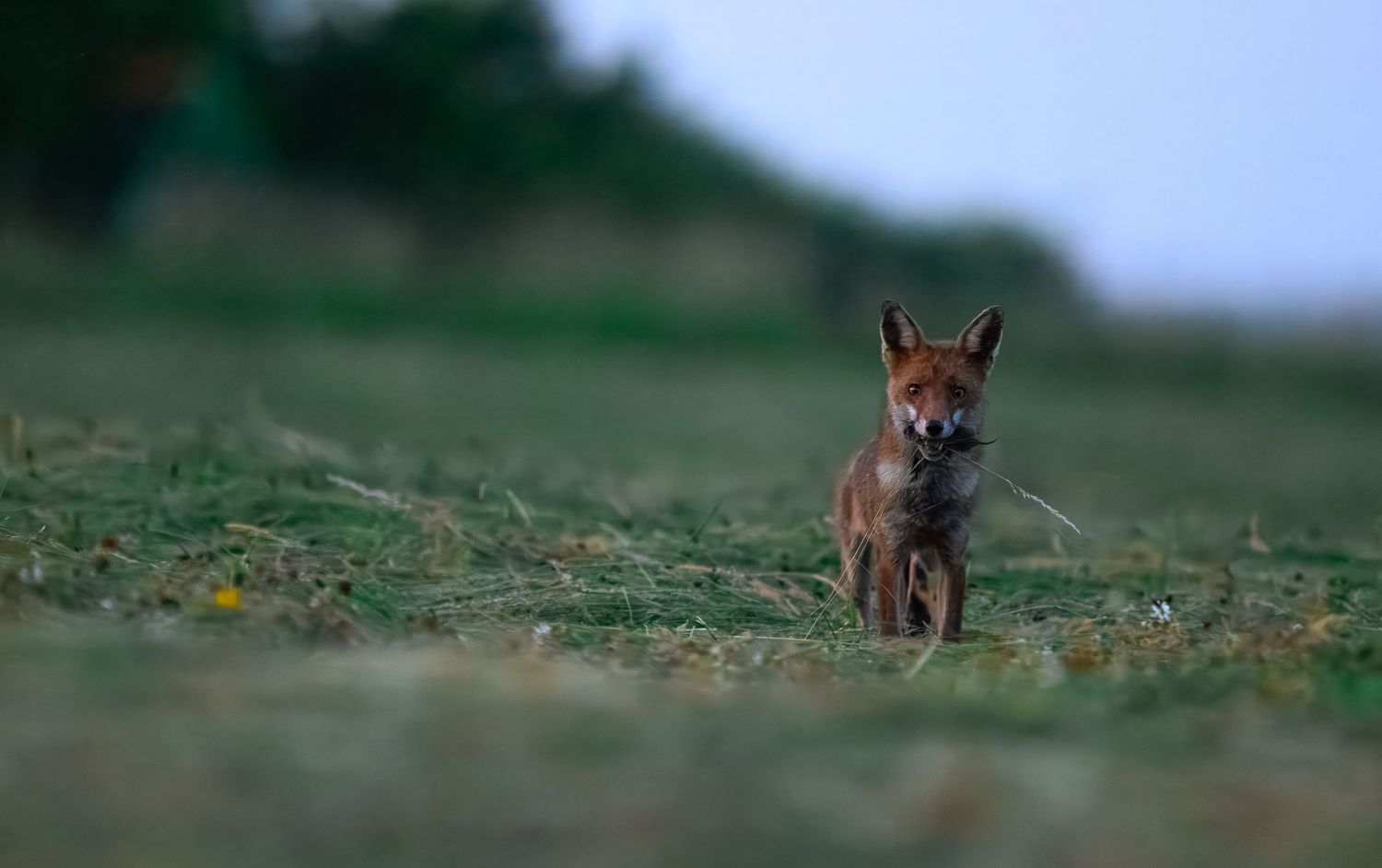 A red fox stands alert in a grassy meadow at dusk, gazing directly at the camera.