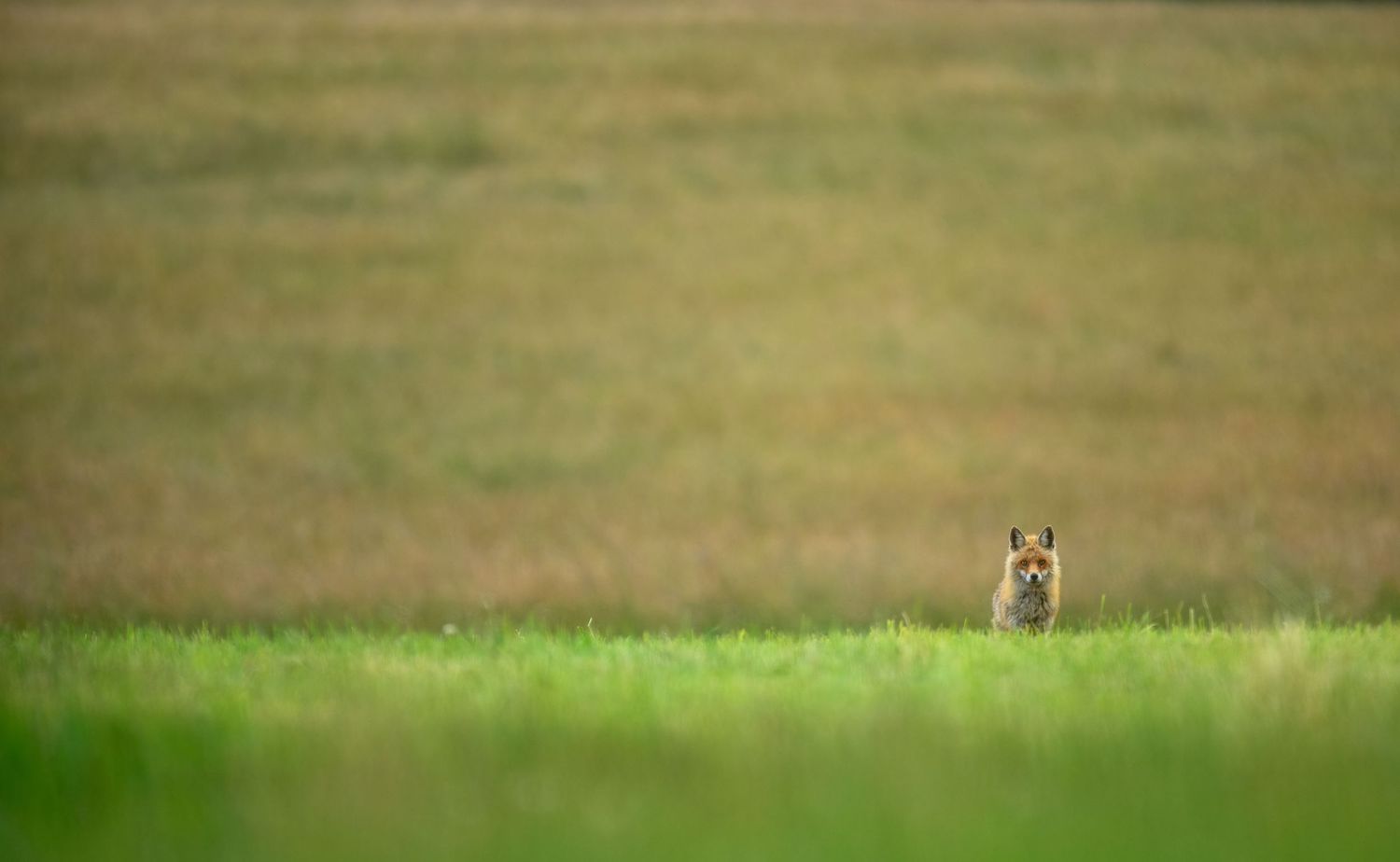 A lone fox peers over tall green grass in a vast open meadow field.