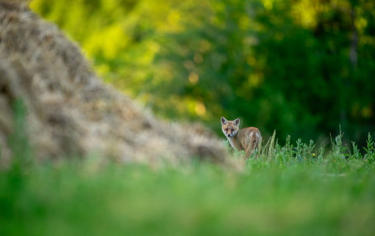 A young red fox kit peers curiously through lush green grass near a rocky mound in a vibrant woodland setting.
