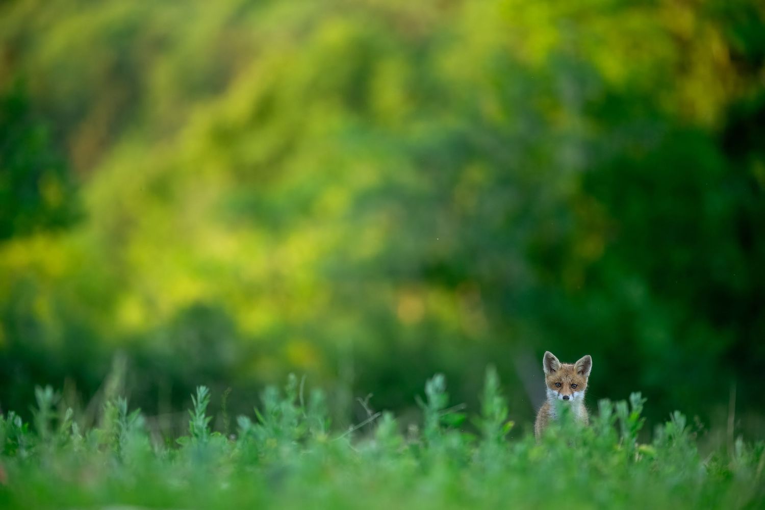 A young red fox peers curiously above green meadow grass with a lush forest backdrop.