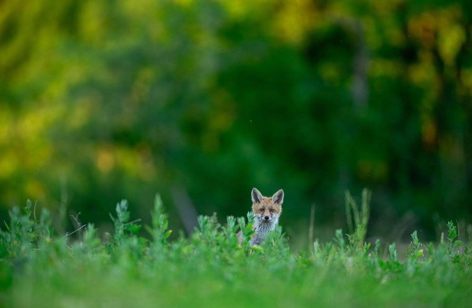 A red fox peers through lush green grass with a blurred forest background in soft natural light.