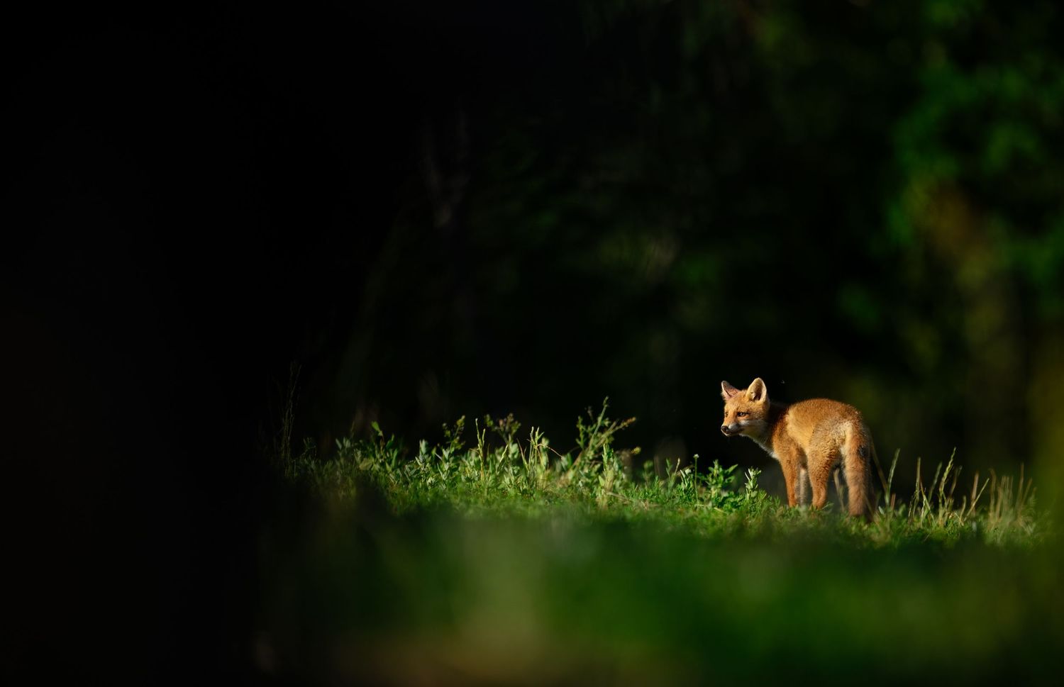 A young red fox cub stands alert in dappled sunlight amid lush green grass at the edge of a dark forest.