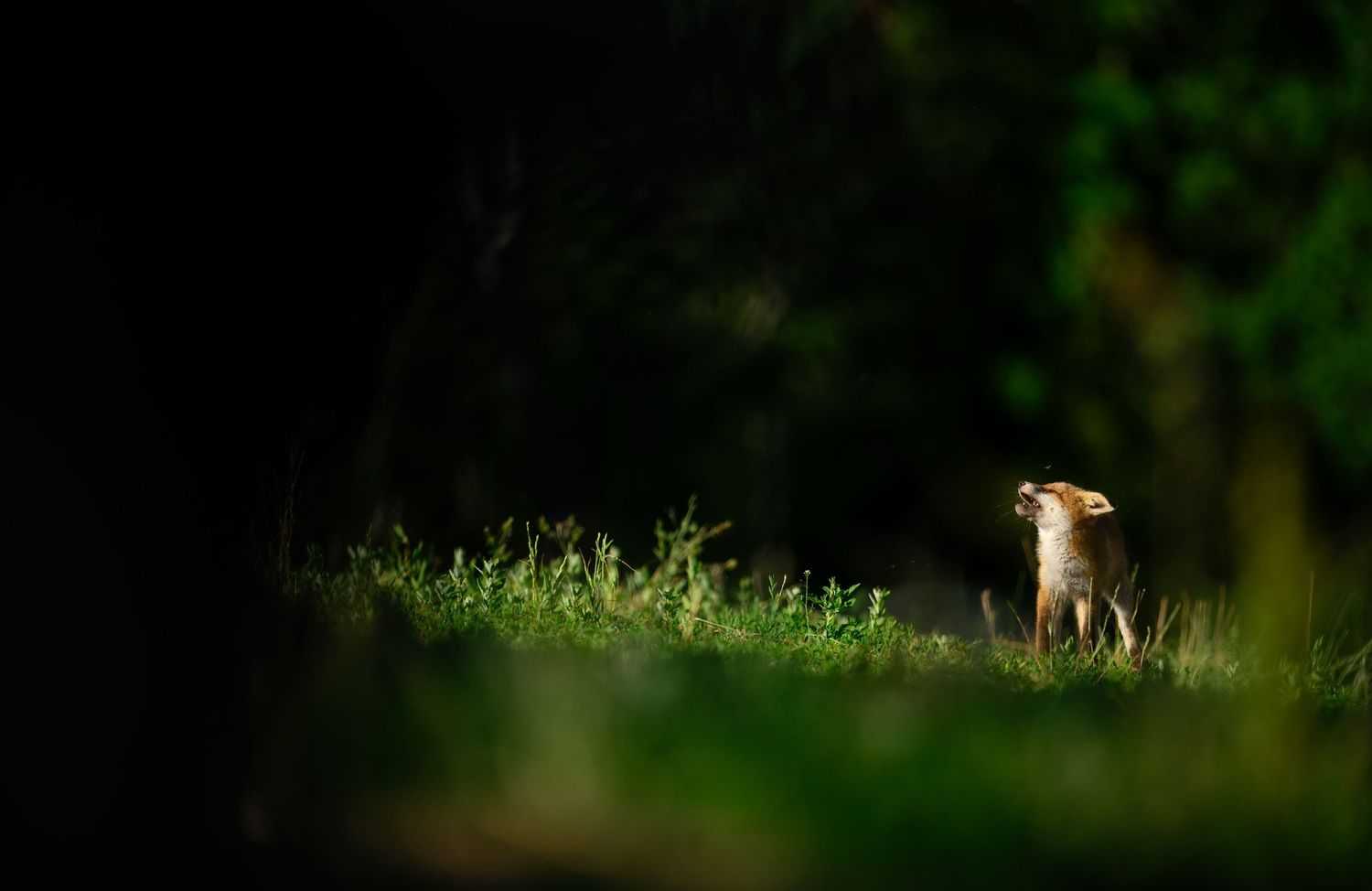 A young deer stands alert in a sunlit forest clearing surrounded by lush green grass and dark shadowy trees.