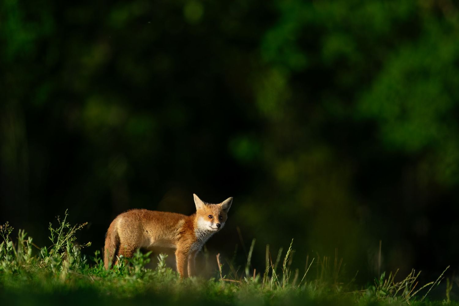 A red fox stands alert in golden sunlight against a dark green forest background.