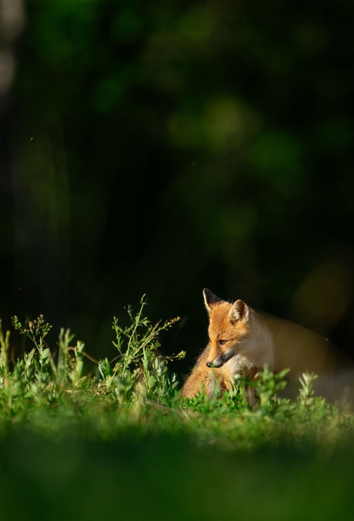 A young red fox kit sits quietly among green grass and wild plants, bathed in warm golden sunlight with a dark forest background.