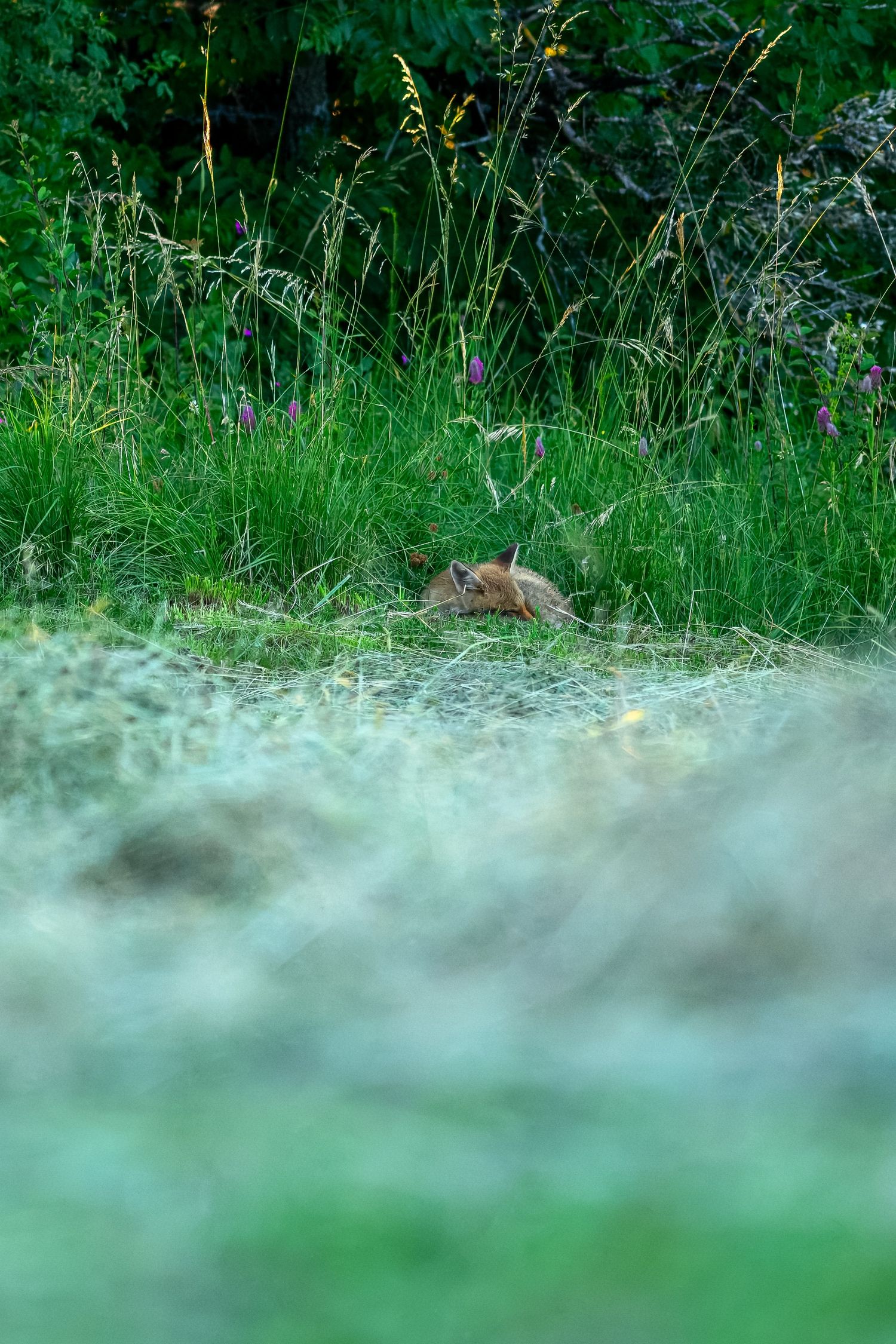 A small brown rabbit sits camouflaged among lush green grass and wildflowers in a meadow.